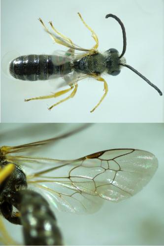 Seladonia tumulorum